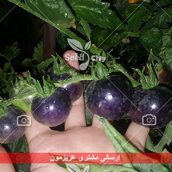 بذر گوجه چری بنفش – Purple Indigo Rose Tomato