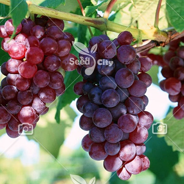 بذر انگور قرمز – Red Grape