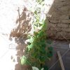 بذر خیار آفریقایی – Horned Melon