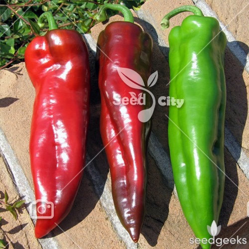 بذر فلفل گوشتی قرمز – Red Hot Chili Peppers