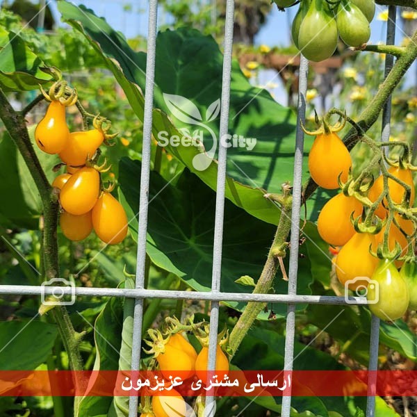 بذر گوجه گلابی  – Red Pear Tomato