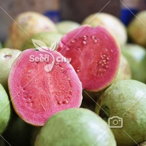 بذر گواوا صورتی - Guava Pink