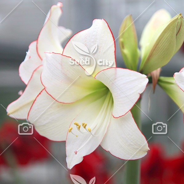 بذر آماریلیس سفید – White Amaryllis