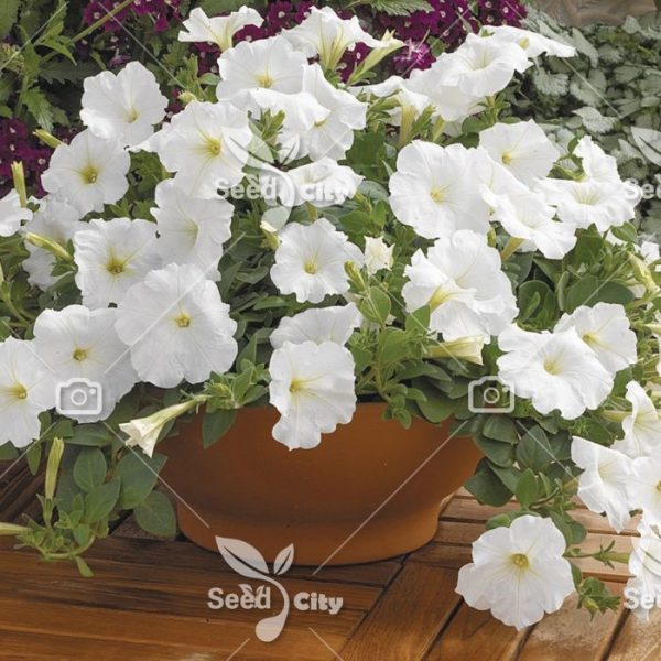 بذر گل اطلسی سفید - Petunia