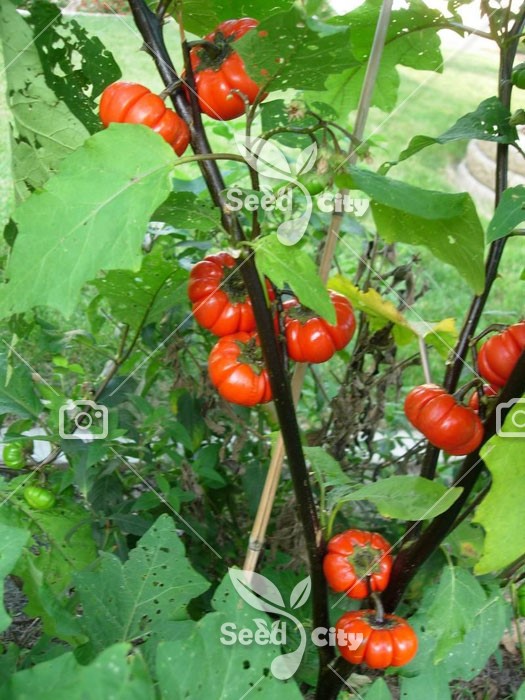 بذر بادمجان قرمز گرد – Seminis Eggplant