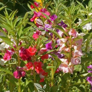 بذر گل کاملیا الوان - Impatiens Balsamina