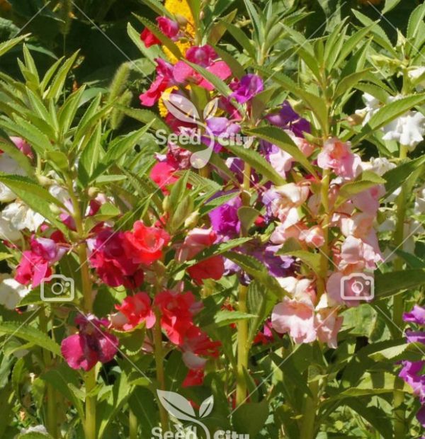 بذر گل کاملیا الوان - Impatiens Balsamina