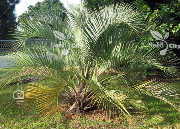 بذر  نخل شوگر کوتوله – Dwarf Sugar Palm