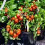 پکیج بذر سبزیجات – Vegetable