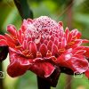 بذر کمیاب گل زنجبیلی قرمز - Etlingera Elatior