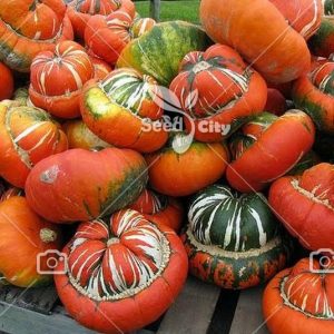 بذر کدو عمامه – Turban Pumpkin