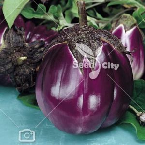 بذر بادمجان فلورانس – Eggplant Florence