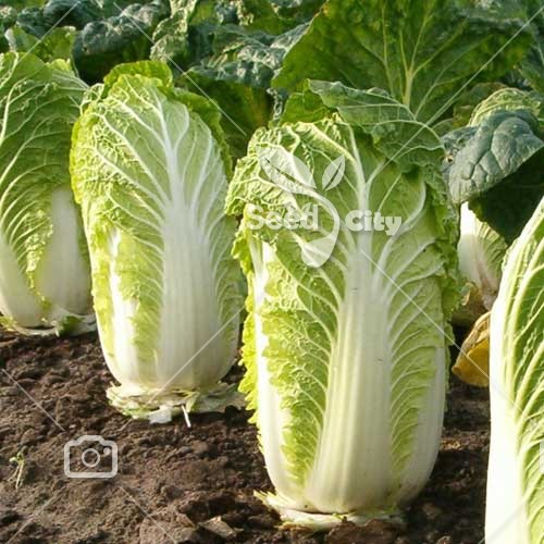 بذر کاهو ژاپنی – Napa Cabbage