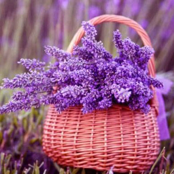 بذر اسطوخودوس – Lavender