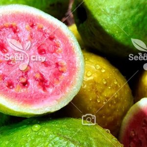 بذر گواوا - Guava
