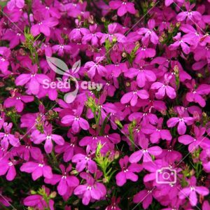 بذر گل پوششی و زیبای لوبلیا بنفش - Purple Lobelia