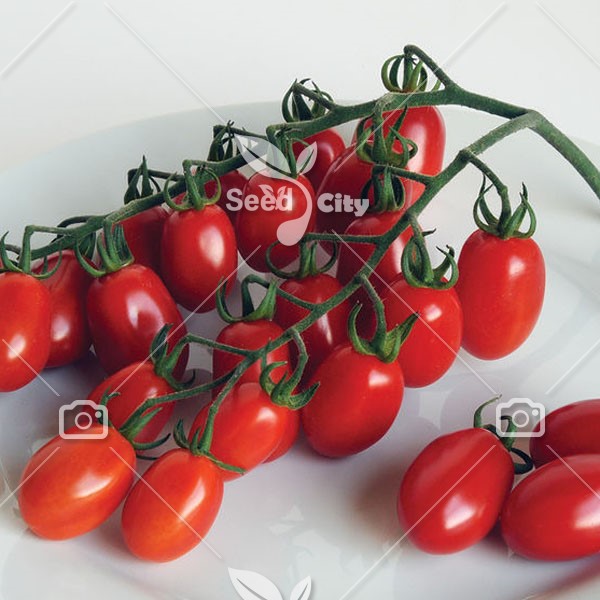 بذر گوجه زیتونی – Grape Tomato