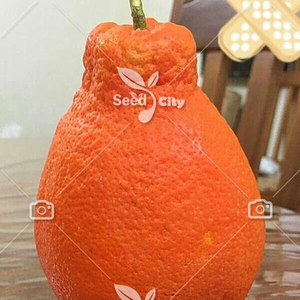بذر درخت پرتقال گلابی – Pear Orange
