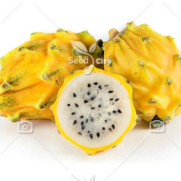 بذر میوه اژدها زرد – Yellow Dragon Fruit