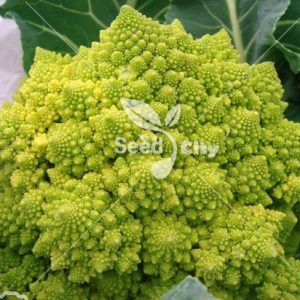 بذر کلم رومانسکو – Romanesco broccoli