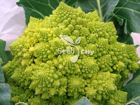 بذر کلم رومانسکو – Romanesco broccoli