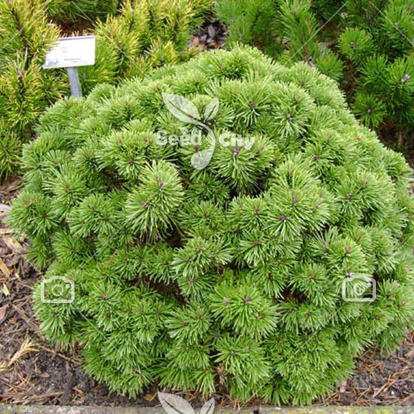 بذر کاج توپی – Pinus Mugo