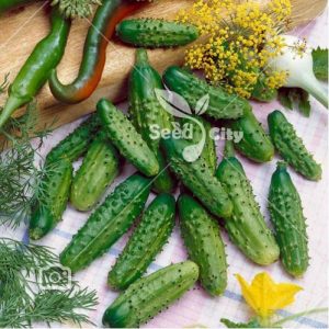 بذر خیار فرانسوی خیارشوری – Parisian Gherkin Cucumber