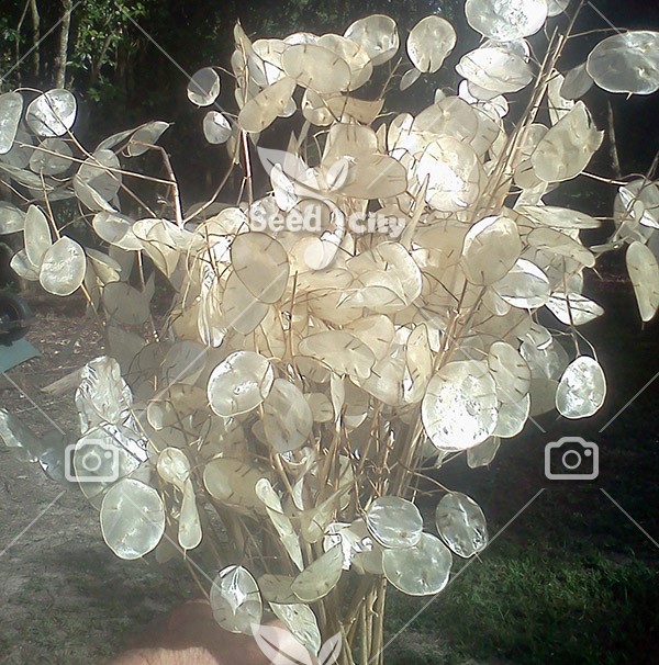 بذر گل زیبای سکه - Lunaria Annua