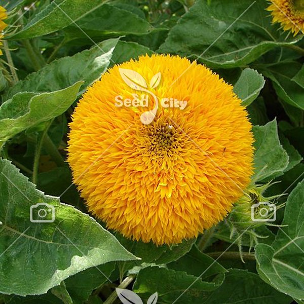 بذر آفتابگردان خرسی – Teddy Bear Sunflower