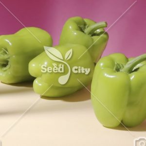 بذر فلفل دلمه فسفری – Light Green Bell Peppers
