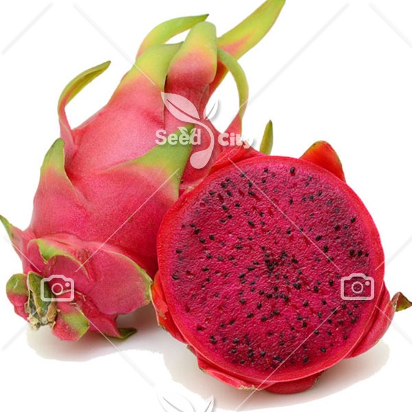 بذر  میوه اژدها قرمز – Red Flesh Dragon Fruit