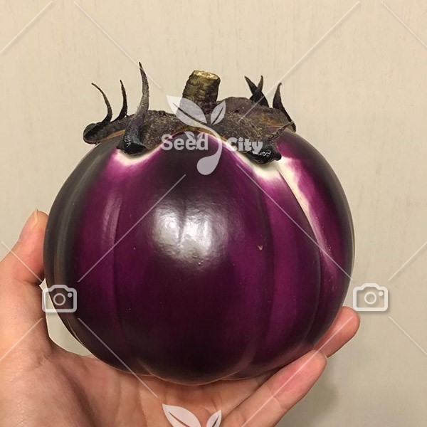 بذر بادمجان فلورانس – Eggplant Florence