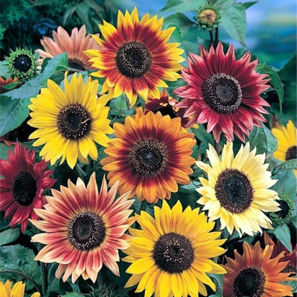 بذر آفتابگردان زینتی – Sunflower