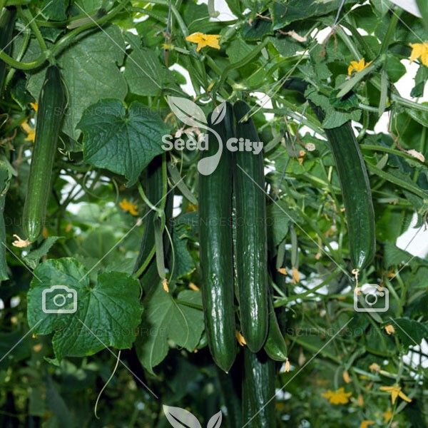 بذر خیار گلخانه – Cucumber
