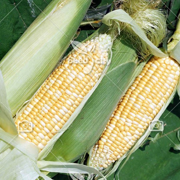 بذر ذرت – corn