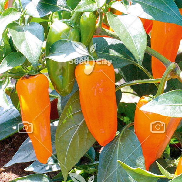 بذر فلفل پاپریکا – Paprika Pepper
