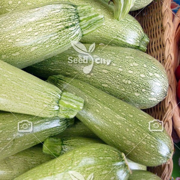 بذر کدو خورشتی اف یک – Squash Zucchini
