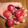 بذر انگور ویرجنیا – Virginia Grape