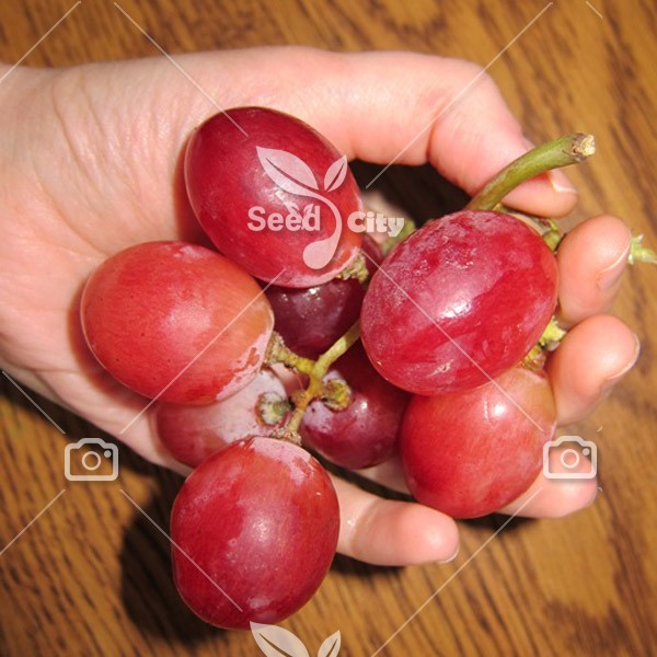 بذر انگور فوق درشت قرمز – Mollar Grape