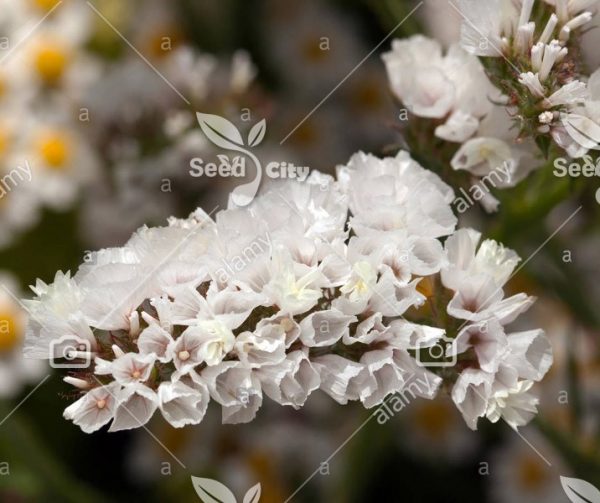 بذر گل لیمونیوم سفید - Limonium White