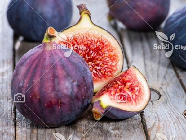 بذر انجیر بنفش - Purple Common fig