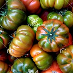 بذر گوجه موچامیل – Muchamiel Tomato