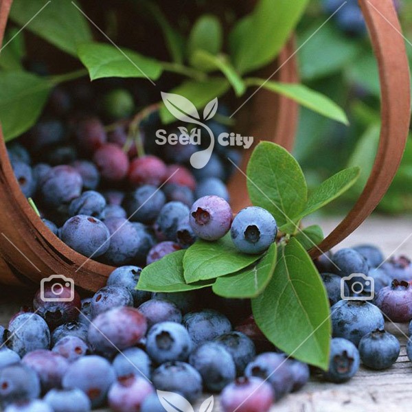 بذر میوه خوشمزه بلوبری – Blueberry