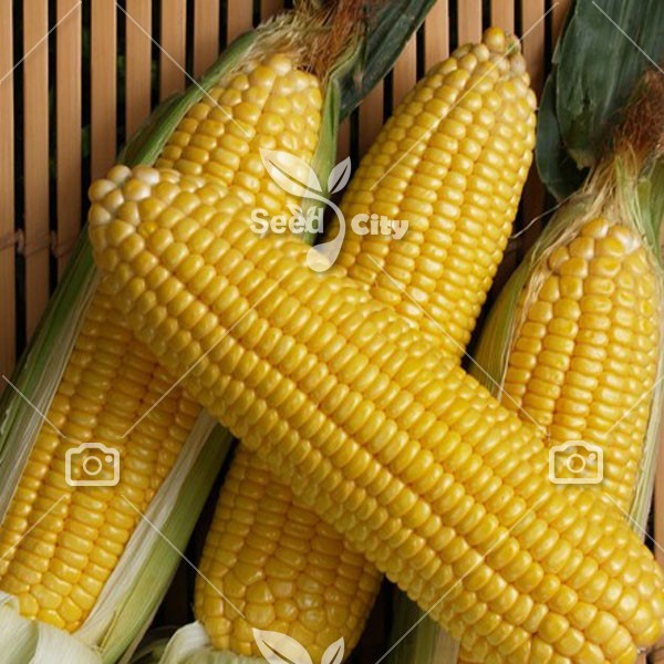 بذر ذرت – corn