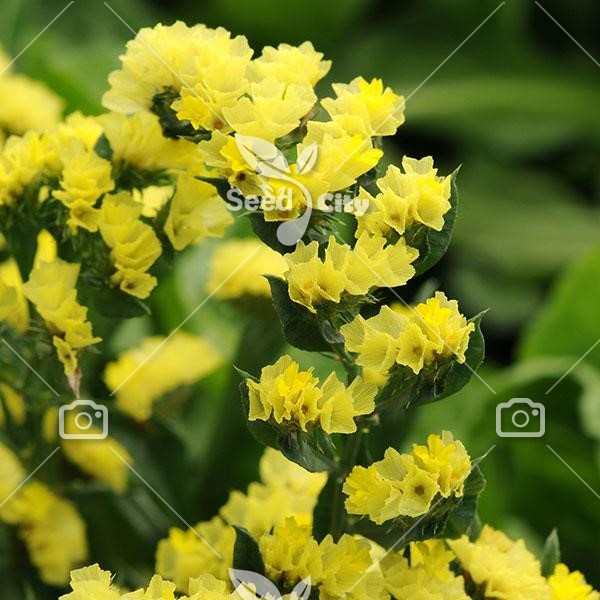 بذر گل لیمونیوم زرد - Limonium Yellow