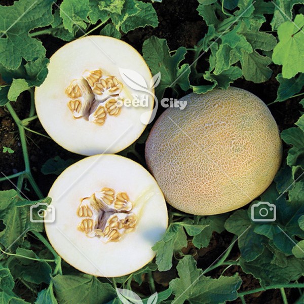 بذر خربزه آناناسی – Ananas Melon
