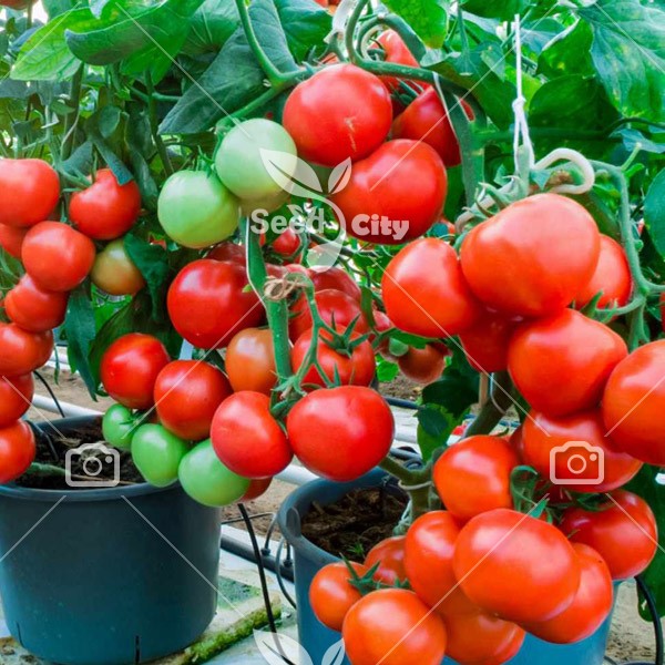 بذر گوجه گلدانی – Tomato