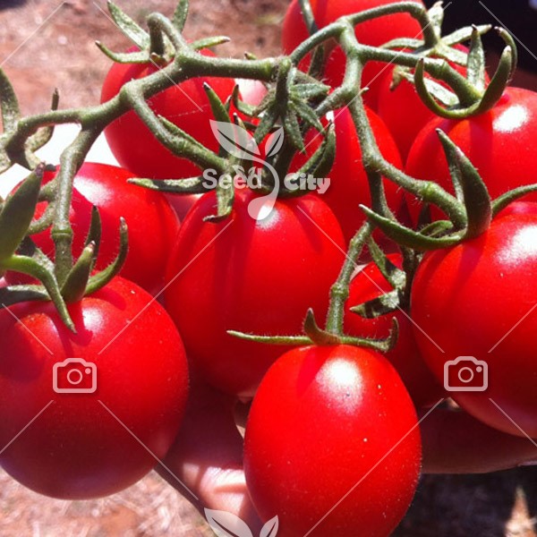 بذر گوجه خوشه ای فیاچتو – Fiaschetto Tomate