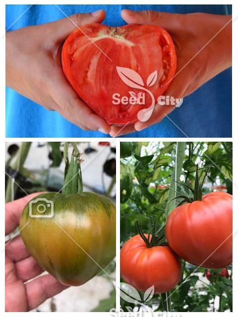 بذر گوجه قلبی – Strawberry Tomato