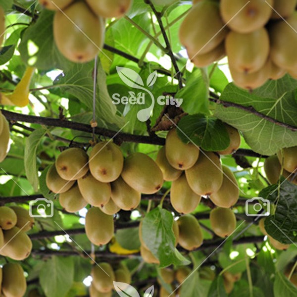 بذر کیوی کرکی – Kiwifruit
